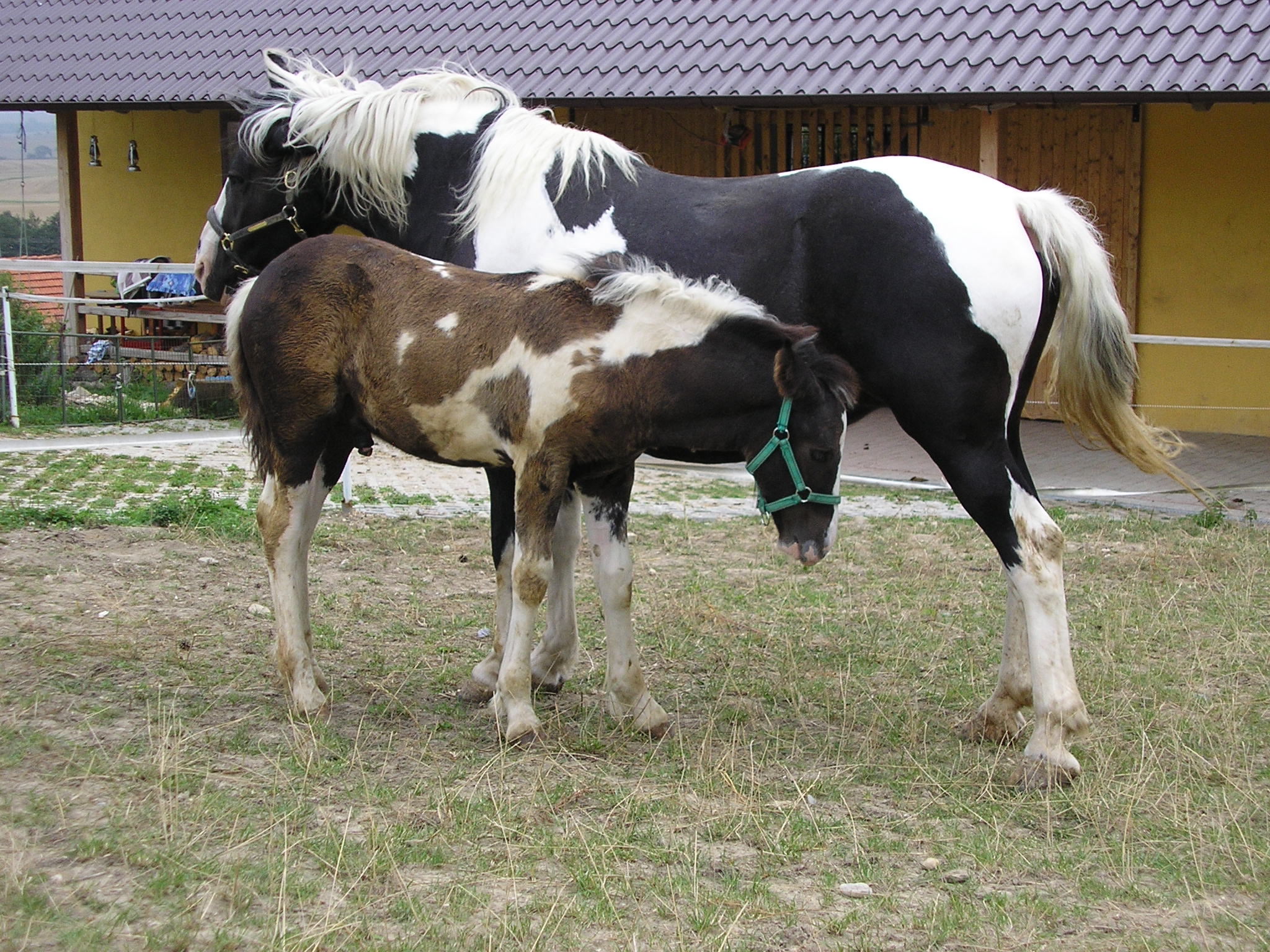 Dymě vlaje hříva i ocas ;-)