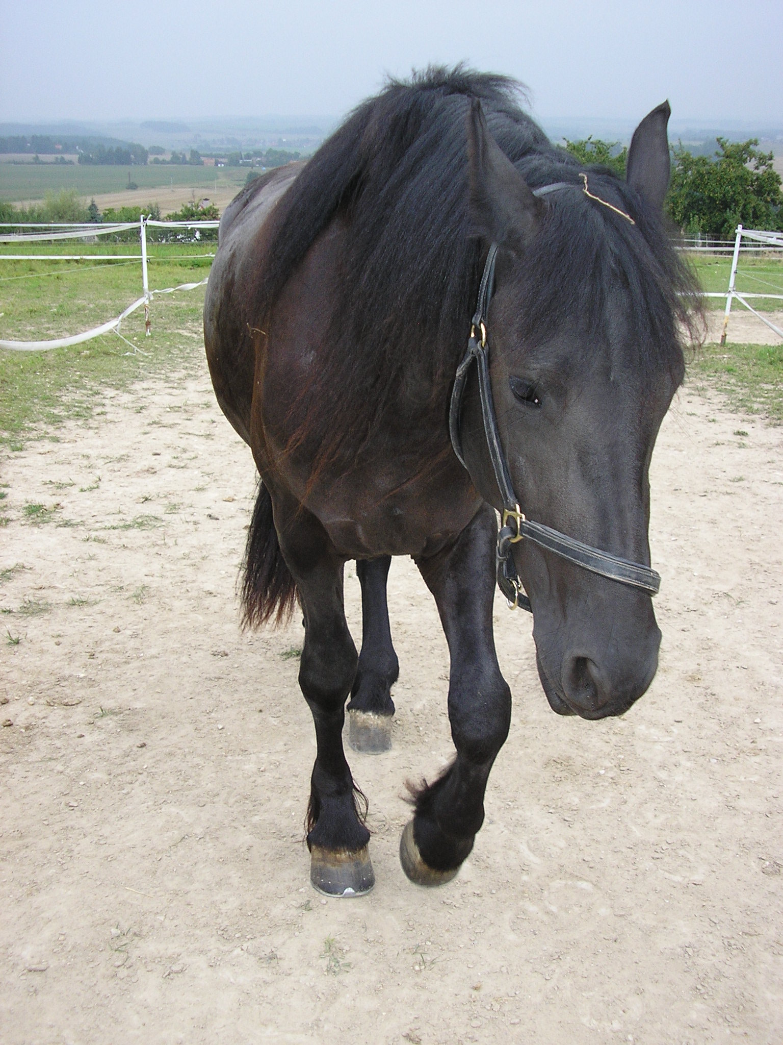 Přichází Líza
