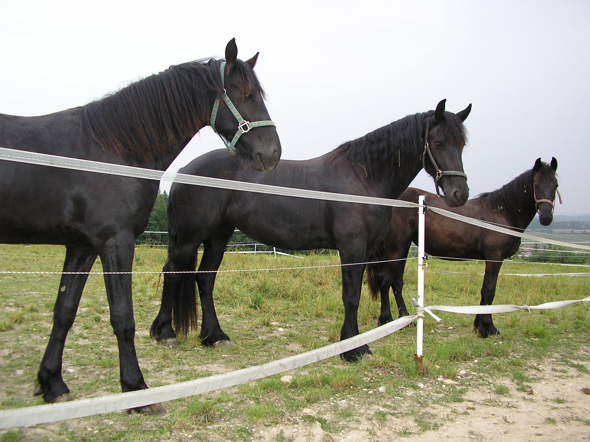 Zleva - Wendy, Zuzana, Xena