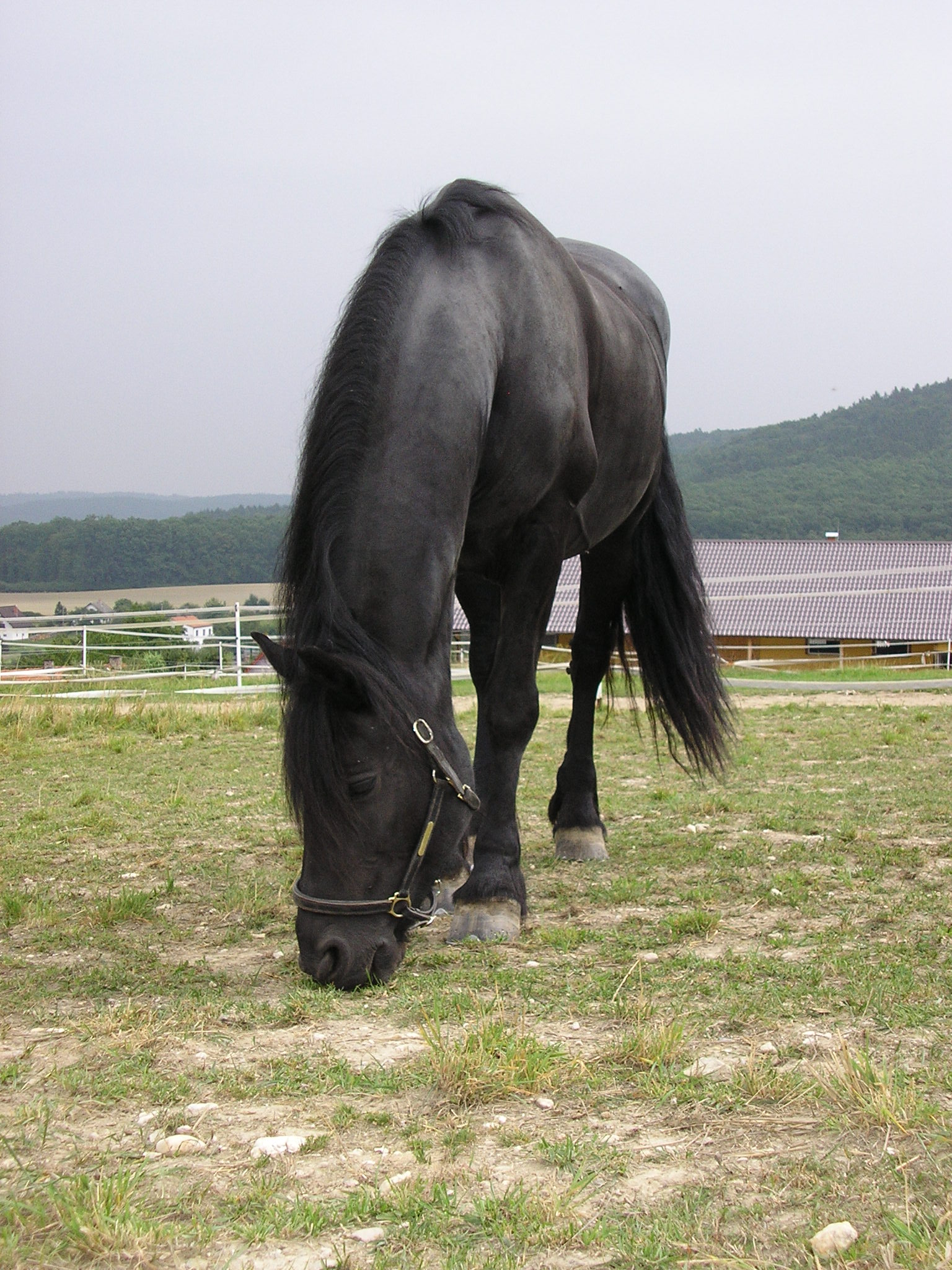 Týna